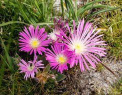 Delosperma carolinense N. E. Br. resmi