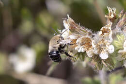 Image of Anthophora phaceliae Brooks 1988