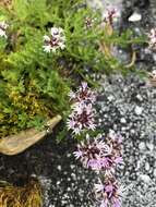 Image de Lobelia jasionoides (A. DC.) E. Wimm.