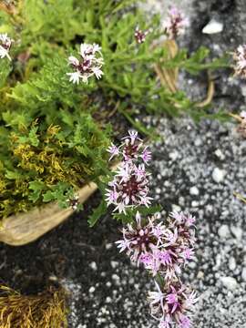 صورة Lobelia jasionoides (A. DC.) E. Wimm.