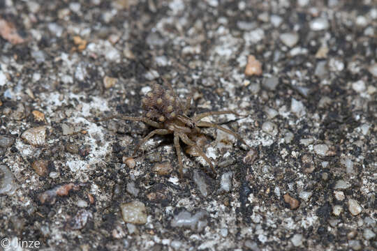 Image of Pardosa pseudoannulata (Bösenberg & Strand 1906)