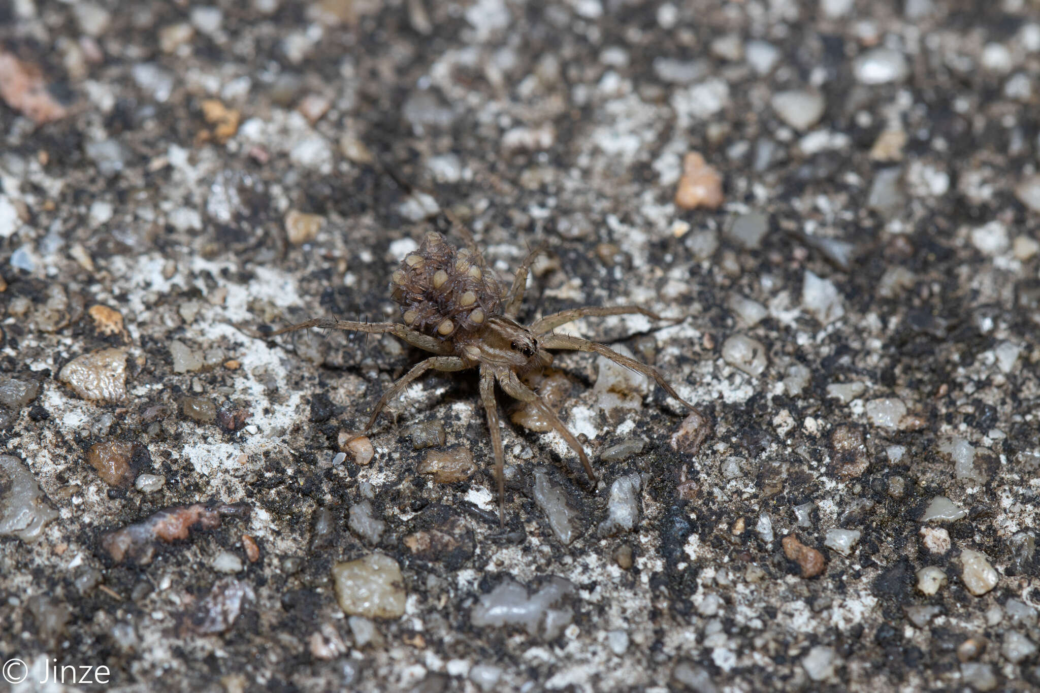 Image of Pardosa pseudoannulata (Bösenberg & Strand 1906)