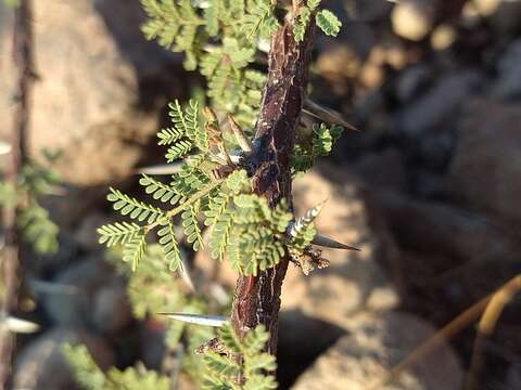 Image of Vachellia pacensis (Rudd & A. M. Carter) Seigler & Ebinger