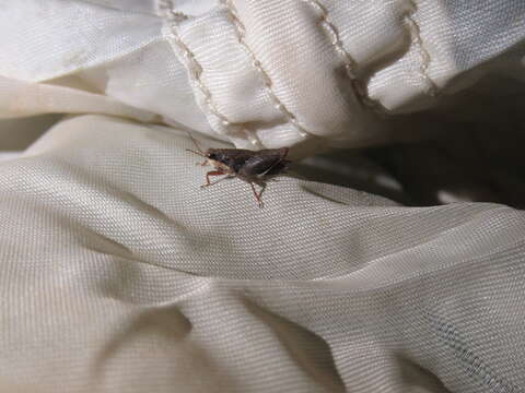 Image of Black-sided Pygmy Grasshopper