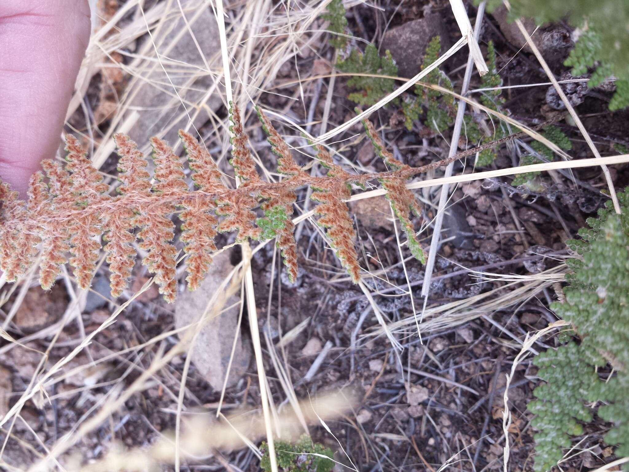 Myriopteris lindheimeri (Hook.) J. Sm. resmi