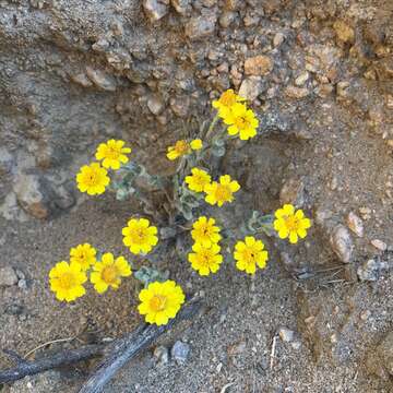 Image de Eriophyllum ambiguum (A. Gray) A. Gray