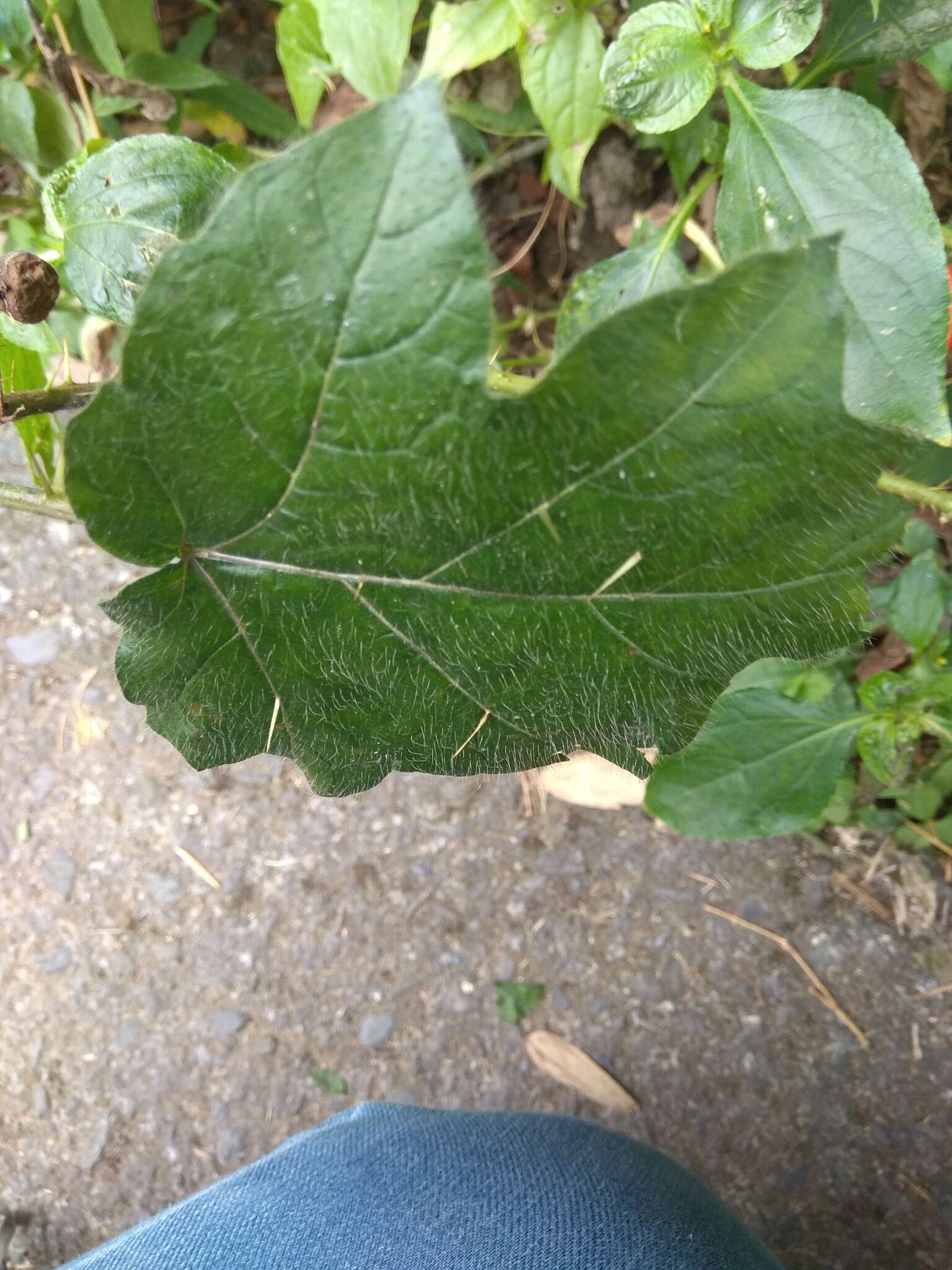 Imagem de Solanum capsicoides Allioni