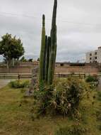 Image de Trichocereus macrogonus var. pachanoi