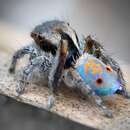 Image of Funny-face Peacock Spider