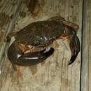 Image of Gulf stone crab
