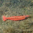 Image of <i>Caridina lanceifrons</i>