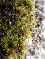 Image of grimmia dry rock moss