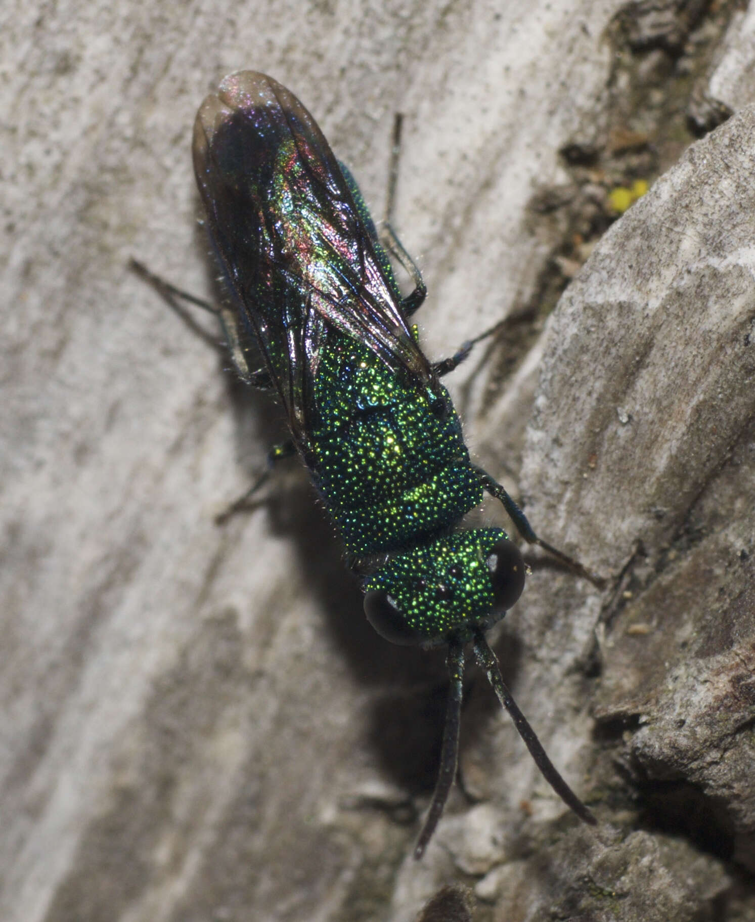 Image of Caenochrysis Kimsey & Bohart 1981