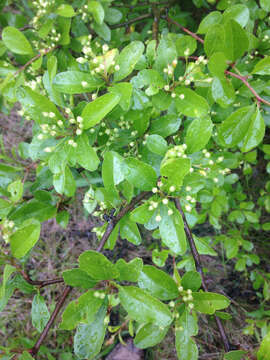 Image of Cockspur Hawthorn