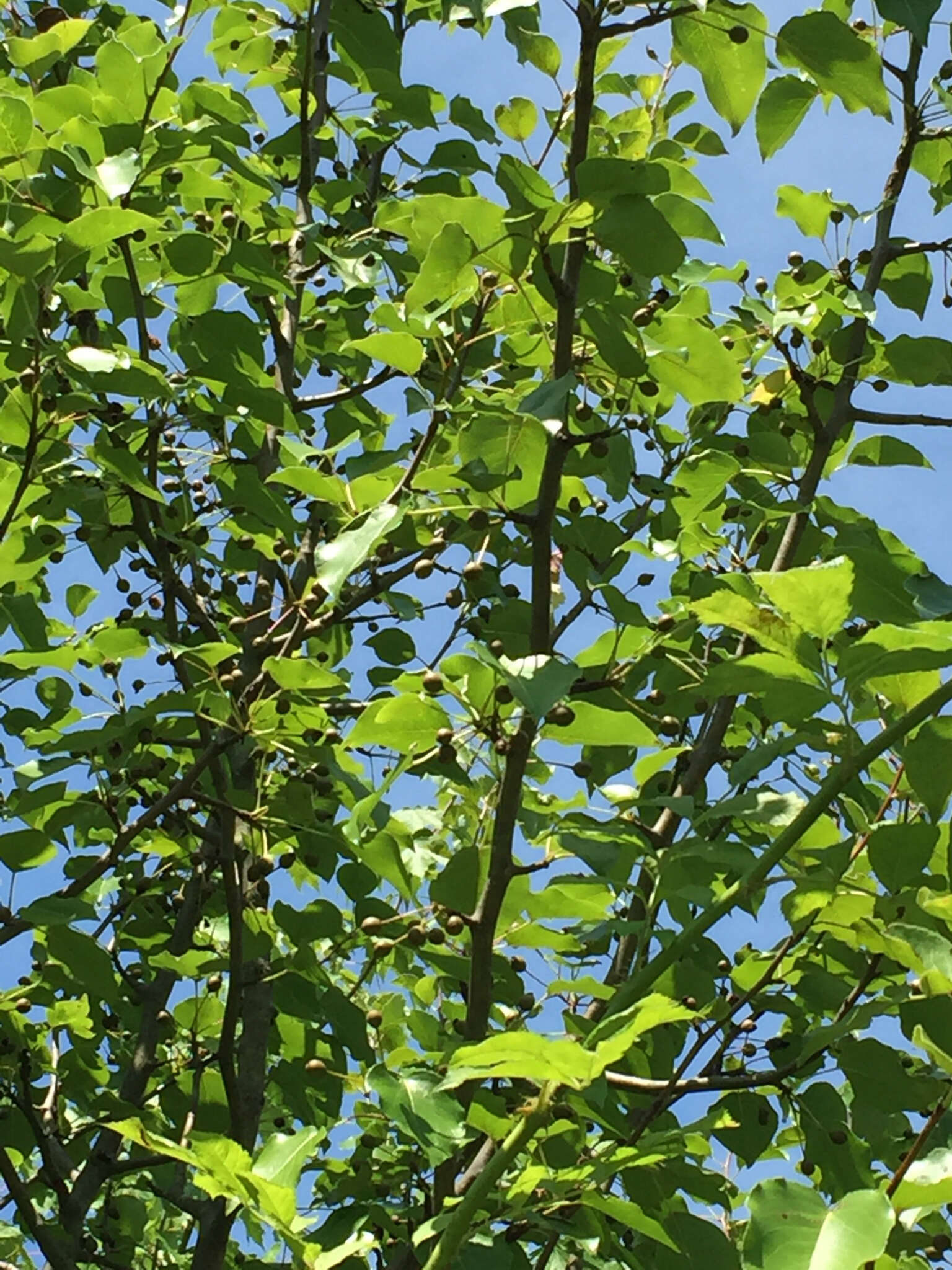 Image of Bradford Pear