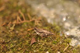 Image of Pseudosystolederus follvikae Devriese 1995