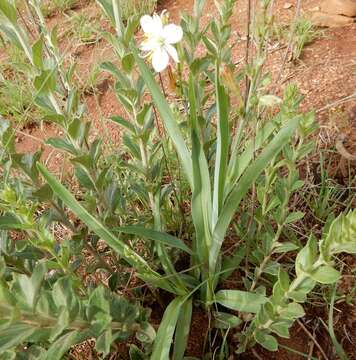 Plancia ëd Chlorophytum trichophlebium (Baker) Nordal