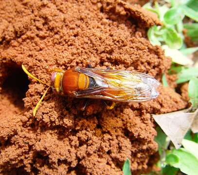 Image of Sphecius pectoralis (F. Smith 1856)