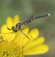 Image of <i>Stylogaster beresfordi</i>