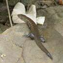 Image of White-striped Cape Skink