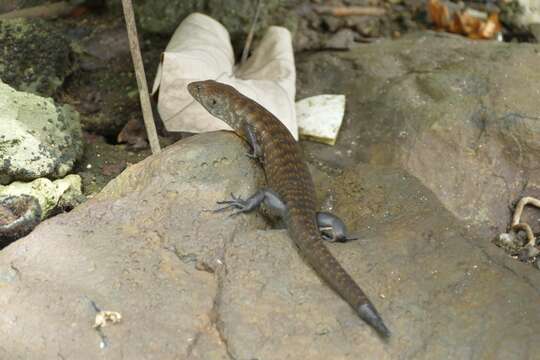 Image of White-striped Cape Skink