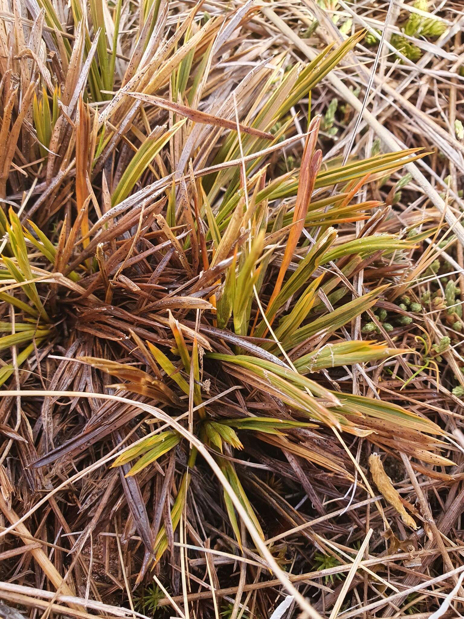 Image of Aciphylla montana var. gracilis (Oliv.) J. W. Dawson