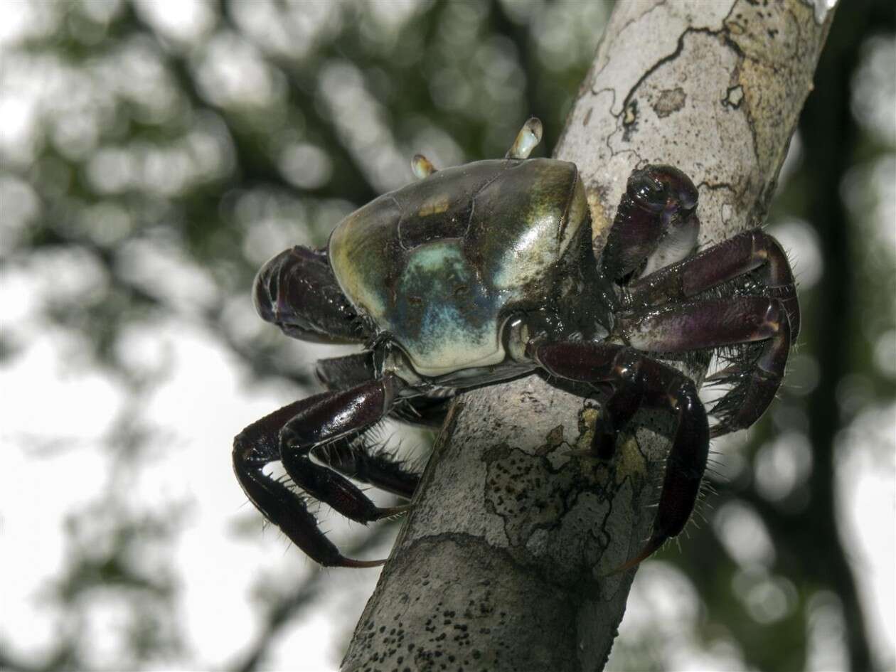Image of swamp ghost crab