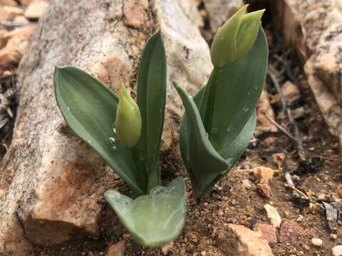 Image de Ornithogalum maculatum Jacq.