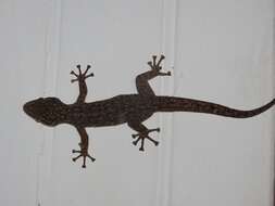 Image of Honduras Leaf-toed Gecko