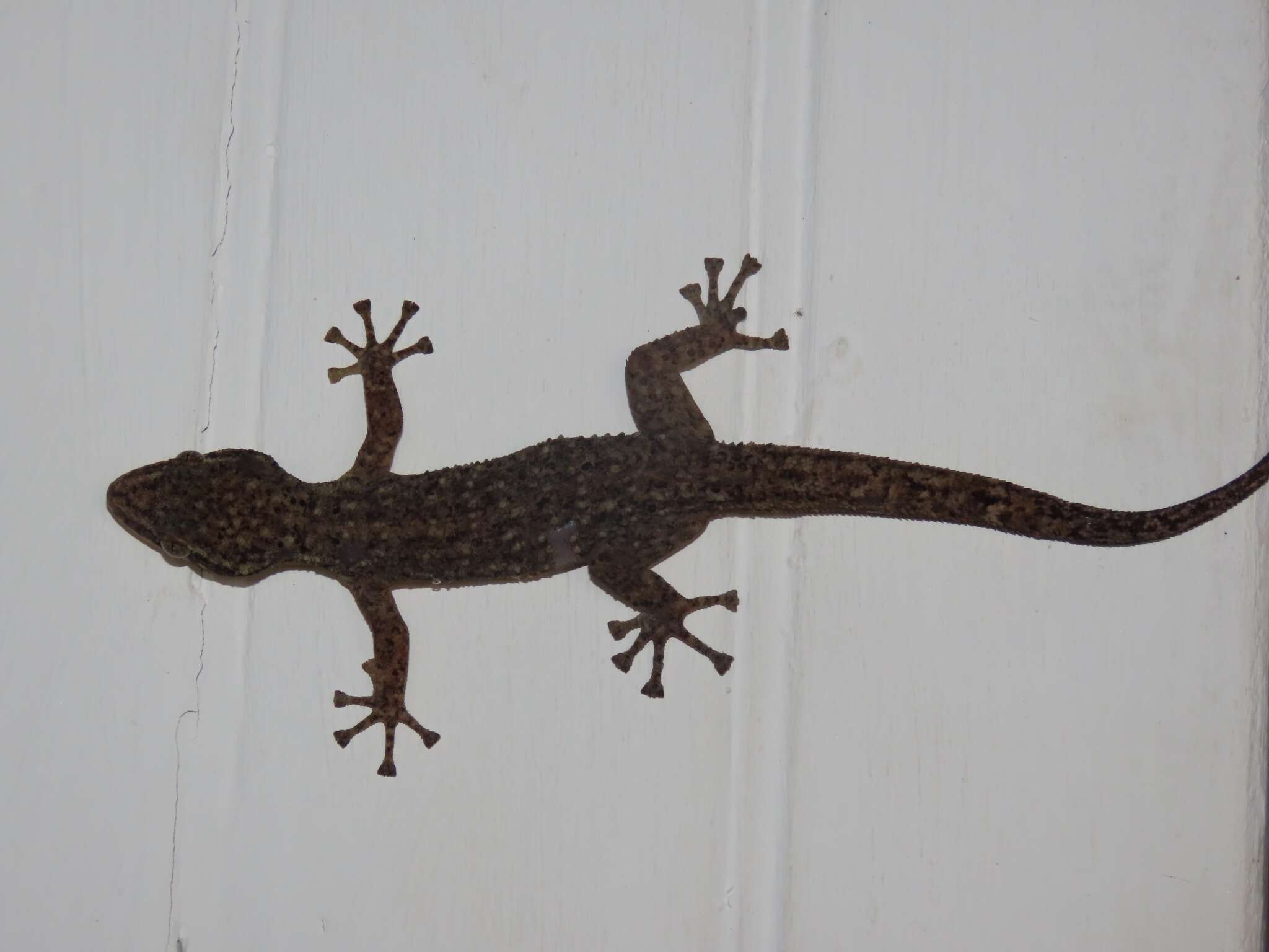 Image of Honduras Leaf-toed Gecko