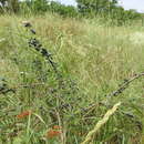 Image of Rhamnus erythroxyloides Hoffmanns.