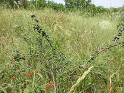 Image of Rhamnus erythroxyloides Hoffmanns.