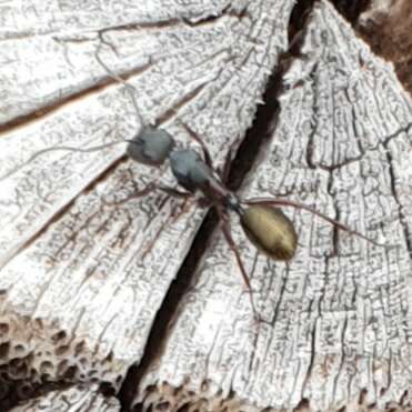 Image of Camponotus chalceus Crawley 1915