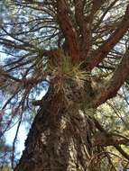 Image of Aztec Pine