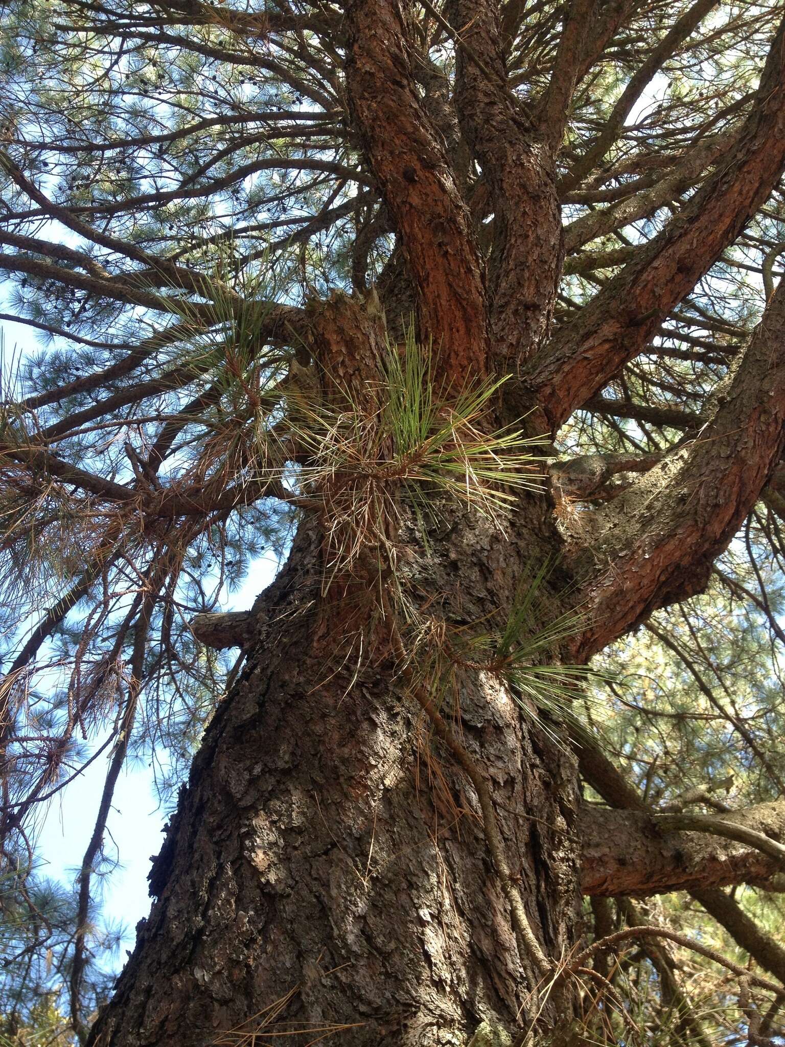 Image of Aztec Pine