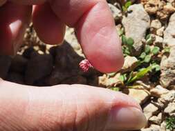 Image de Bellium fausse pâquerette