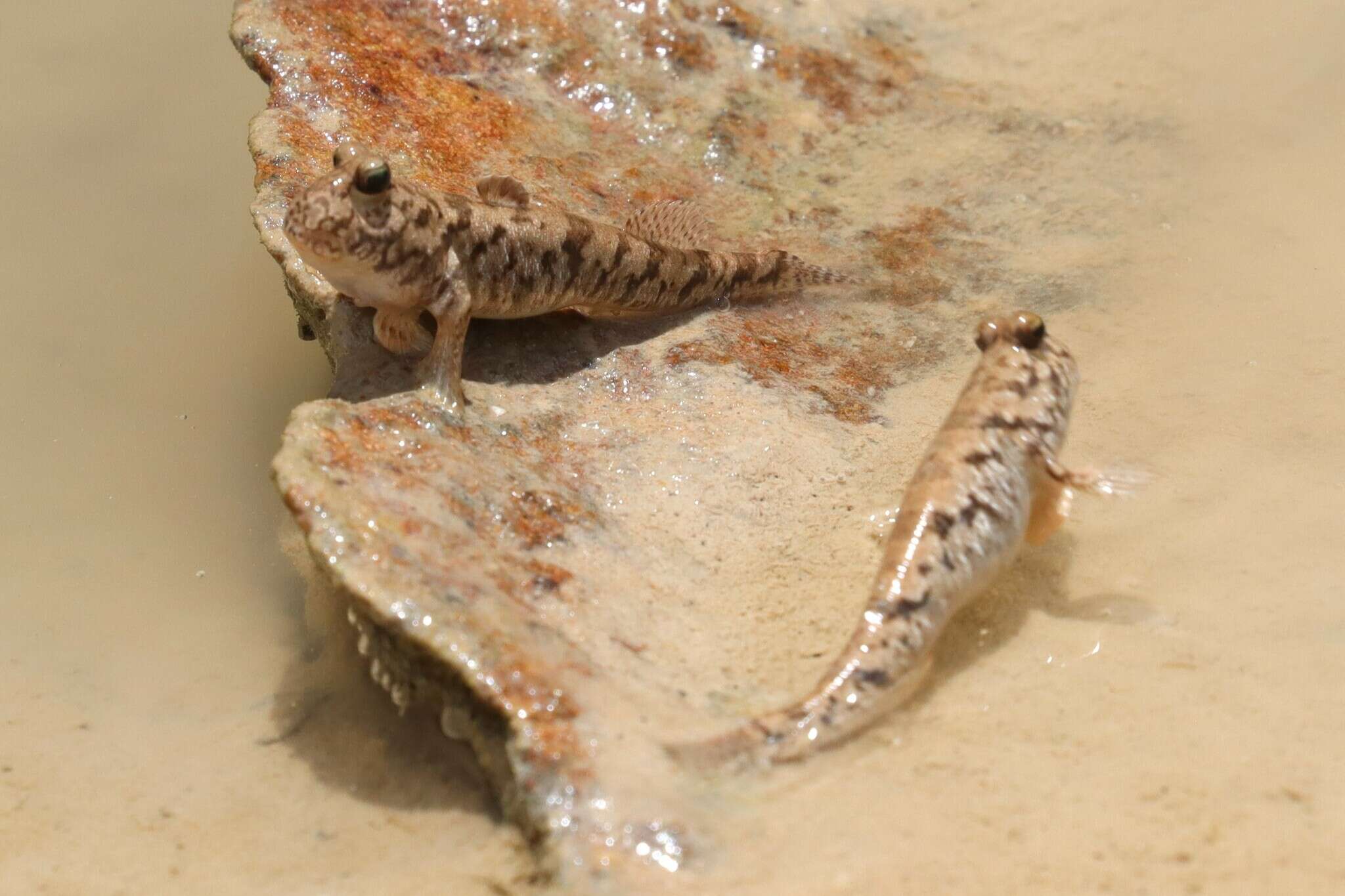 Image of Darwin&#39;s mudskipper