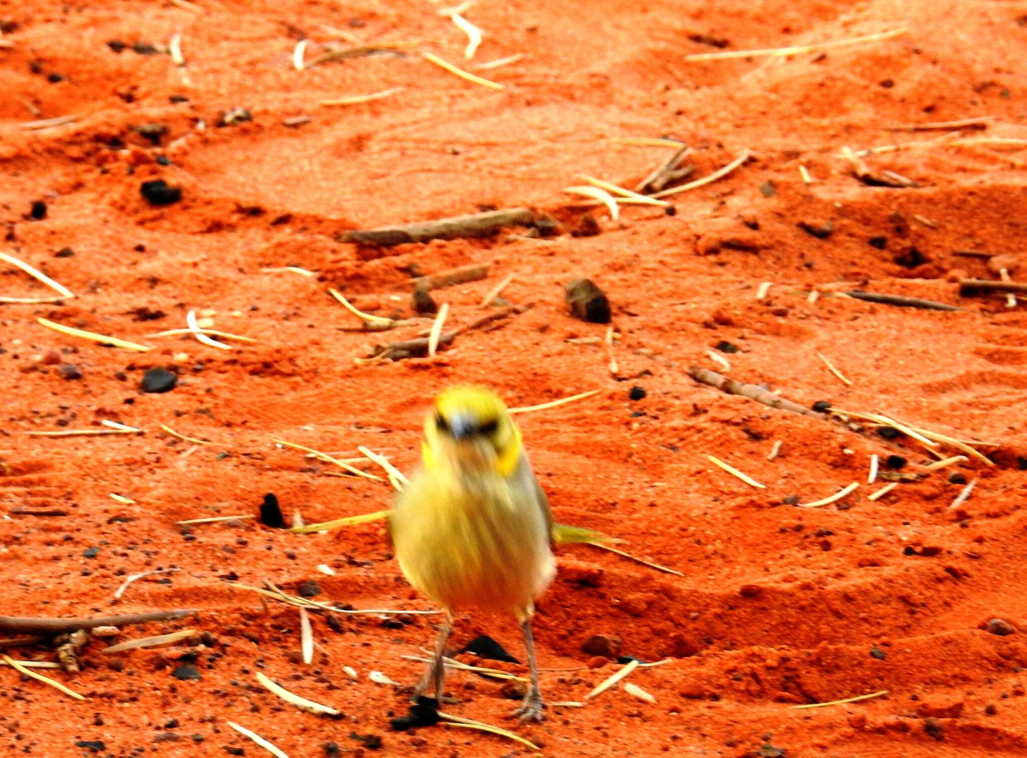 Image of Grey-fronted Honeyeater