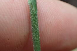 Image of October lady's tresses