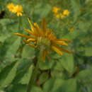 Jacobaea alpina subsp. alpina resmi