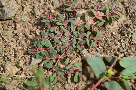 Imagem de Euphorbia humifusa Willd.