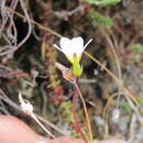 Image of Forstera purpurata Glenny