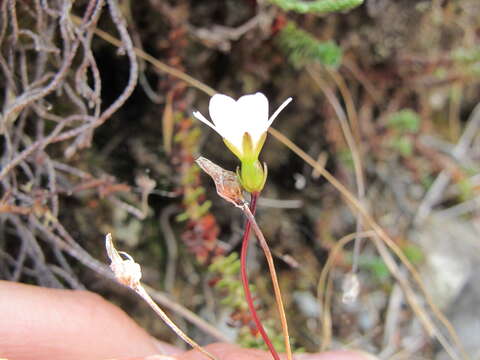 Image of Forstera purpurata Glenny