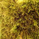 Image of long-leaved tail-moss