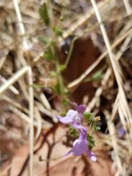 Image of wiry snapdragon