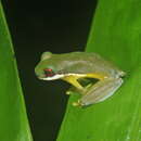 Image of Honduran Brook Frog