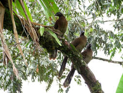 Image of Gray-headed Chachalaca