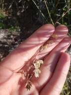 Imagem de Astragalus atratus var. inseptus Barneby