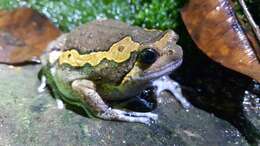 Image of Banded Bullfrog