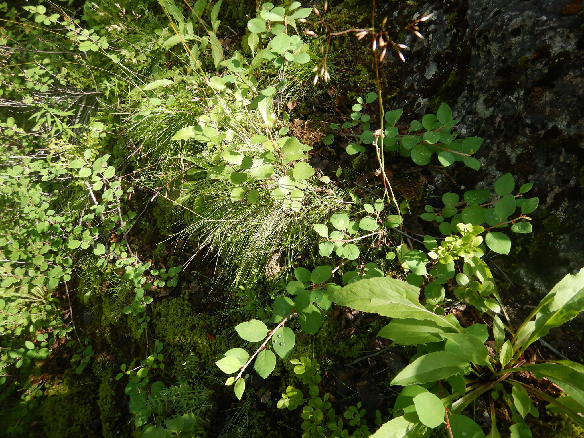 Image of Cotoneaster cinnabarinus Juz.